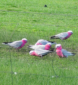 Galahs at Grampians Paradise Camping and Caravan Parkland